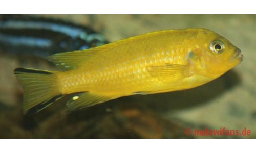 Pseudotropheus daktari Hai Reef
